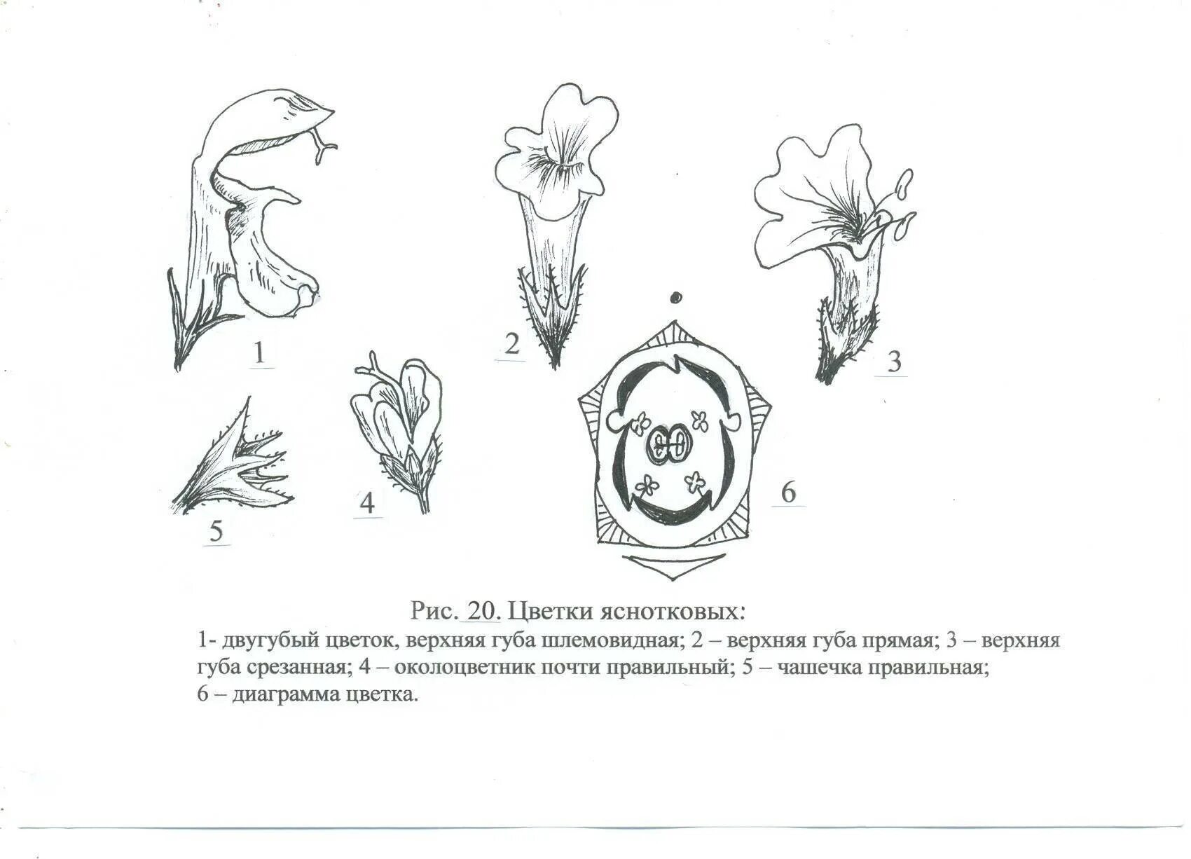Колокольчик цветок. Рисунок в 1 класс на урок - окружающий мир.