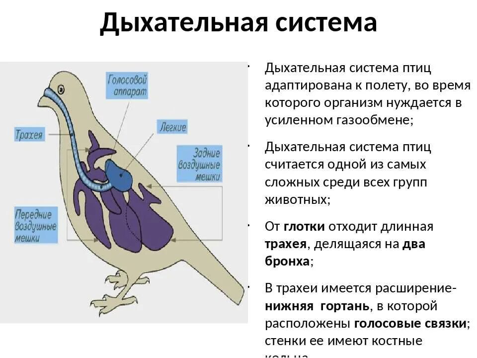 Органы птиц 7 класс. Система органов дыхания птиц органы дыхания птиц. Дхательнаясистема птиц. Дыхательная система птиц 7 класс биология. Система органов дыхания птиц схема.