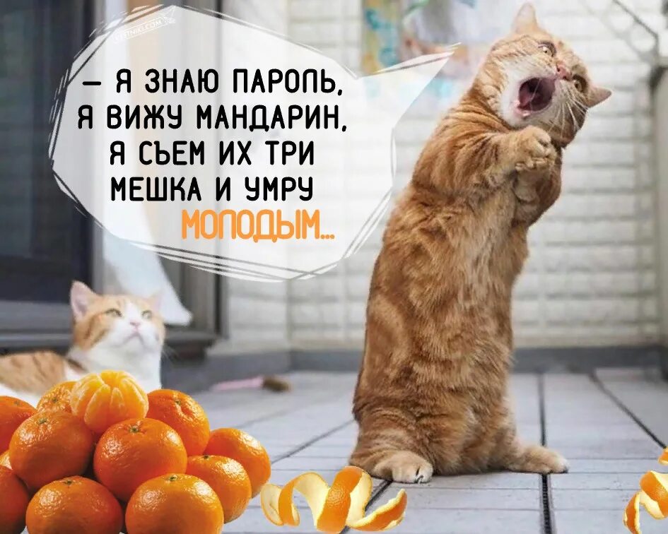 Сижу вижу