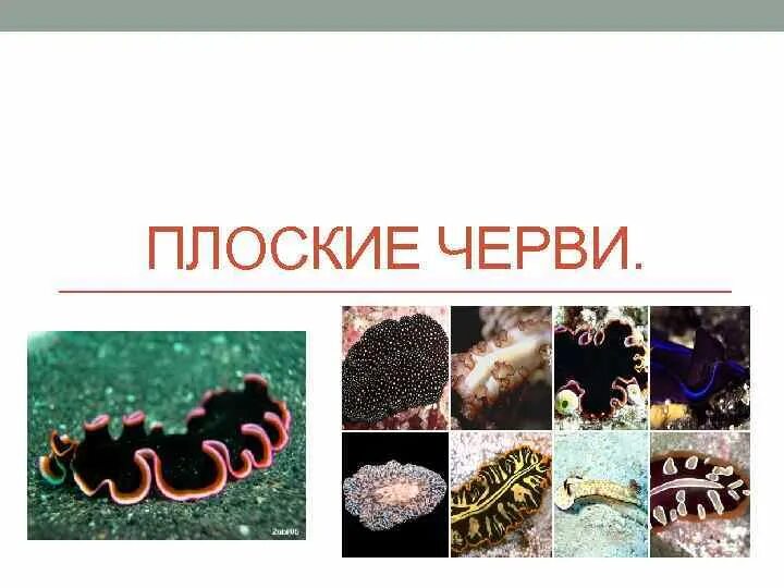 Свободноживущие ресничные черви. Ресничные черви планария. Свободноживущие плоские черви. Многоклеточные животные плоские черви. Тип плоские черви (plathelminthes).