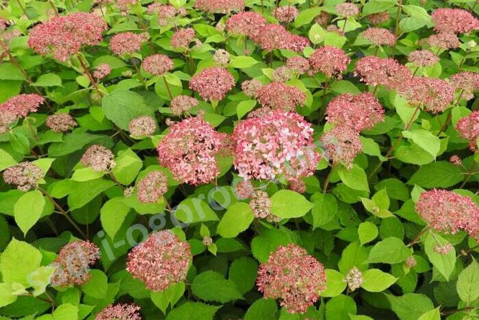 Гортензия древовидная Пинк Перкушн Hydrangea arborescens Pink Percussion, 3L - к
