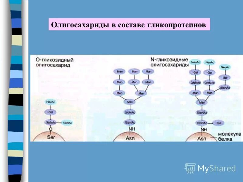 образование двух молекул триоз