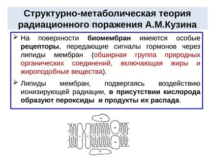 Механизм биологического действия