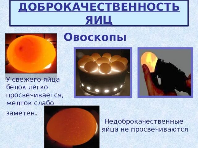 Нормально развитые семидневные куриные эмбрионы при просвечивании. Нормально развитые семидневные куриные эмбрионы при просвечивании
