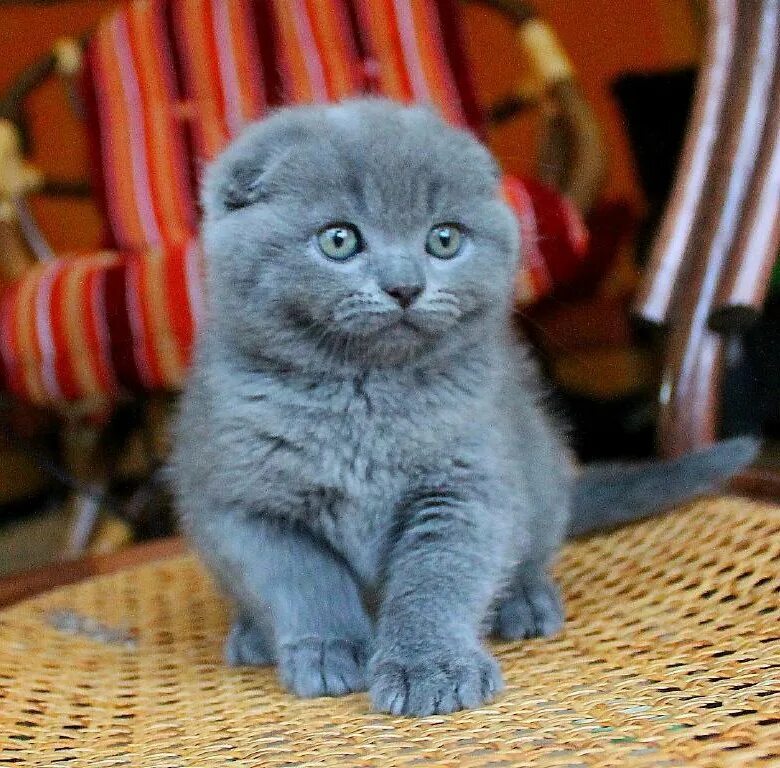 Британские вислоухие котята (55 фото)