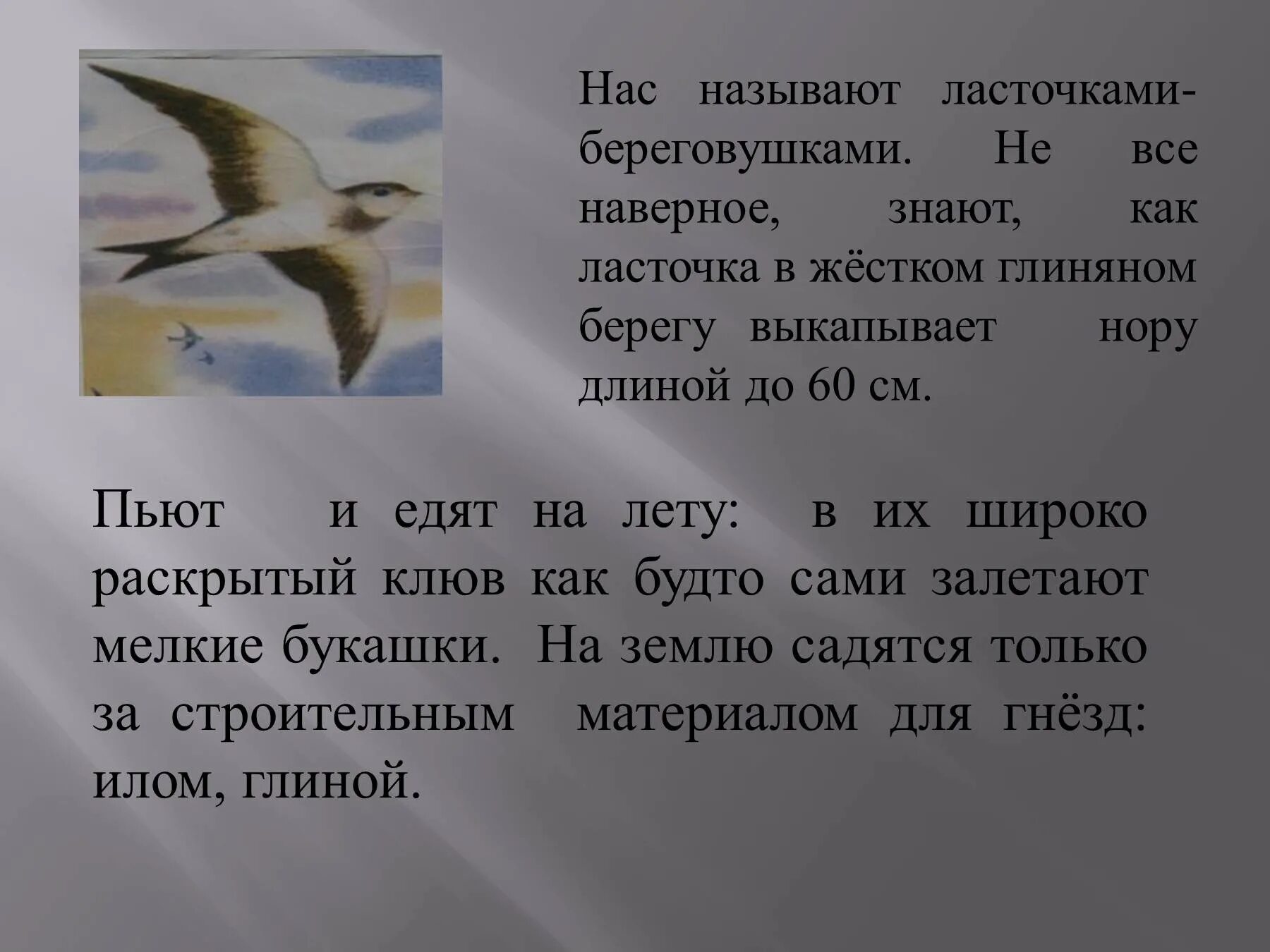 Стрижонок скрип составить вопросы. Сообщение по литературе 4 класс Стрижонок скрип. Презентация в. Астафьев " Стрижонок скрип". Астафьев Стрижонок скрип 4 класс.