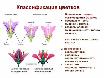 Любой тип цветка