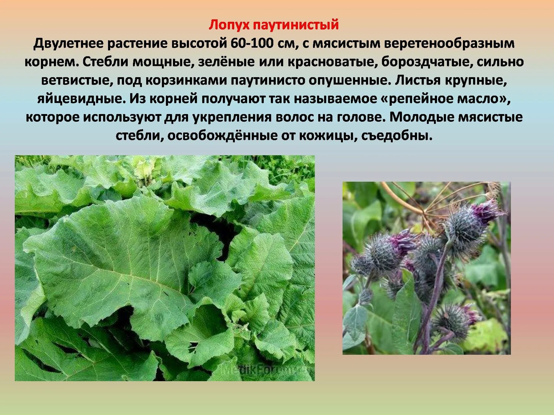 Травянистое растение 2 класс окружающий мир сообщение. Лопух описание растения. лопух лекарственное растение. репейник описание. лопух большой описание растения.