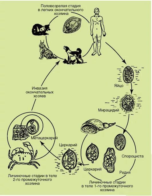 жизненный цикл легочного сосальщика схема. цикл развития легочного сосальщика. цикл развития легочного сосальщика схема. жизненный цикл легочного сосальщика. стадии жизненного цикла легочного сосальщика.