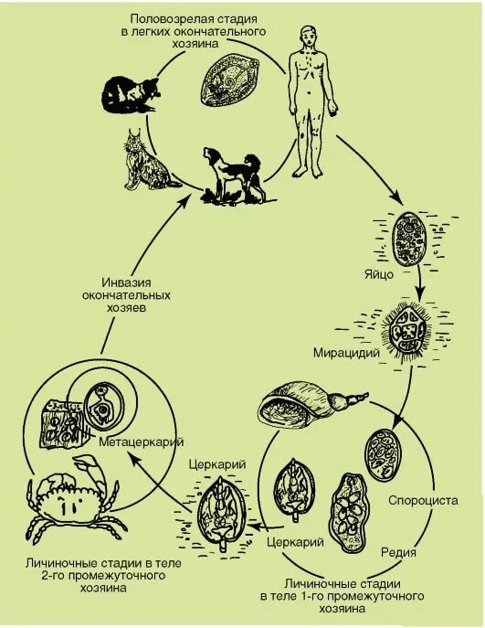 Может ли человек заразиться кошачьим сосальщиком. Жизненный цикл легочного сосальщика схема. Жизненный цикл легочного сосальщика. Paragonimus westermani жизненный цикл. Цикл развития легочного сосальщика схема.