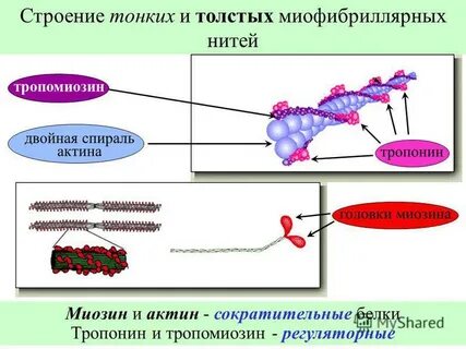 Мышечный актин