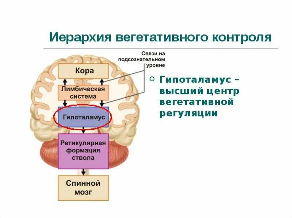 Центры регуляции вегетативной нервной системы. Регуляция вегетативной нервной системы гипоталамусом. Гипоталамус центр вегетативной нервной системы. Регуляция вегетативной нервной системой гипоталамусом схема. Вегетативным является ядром