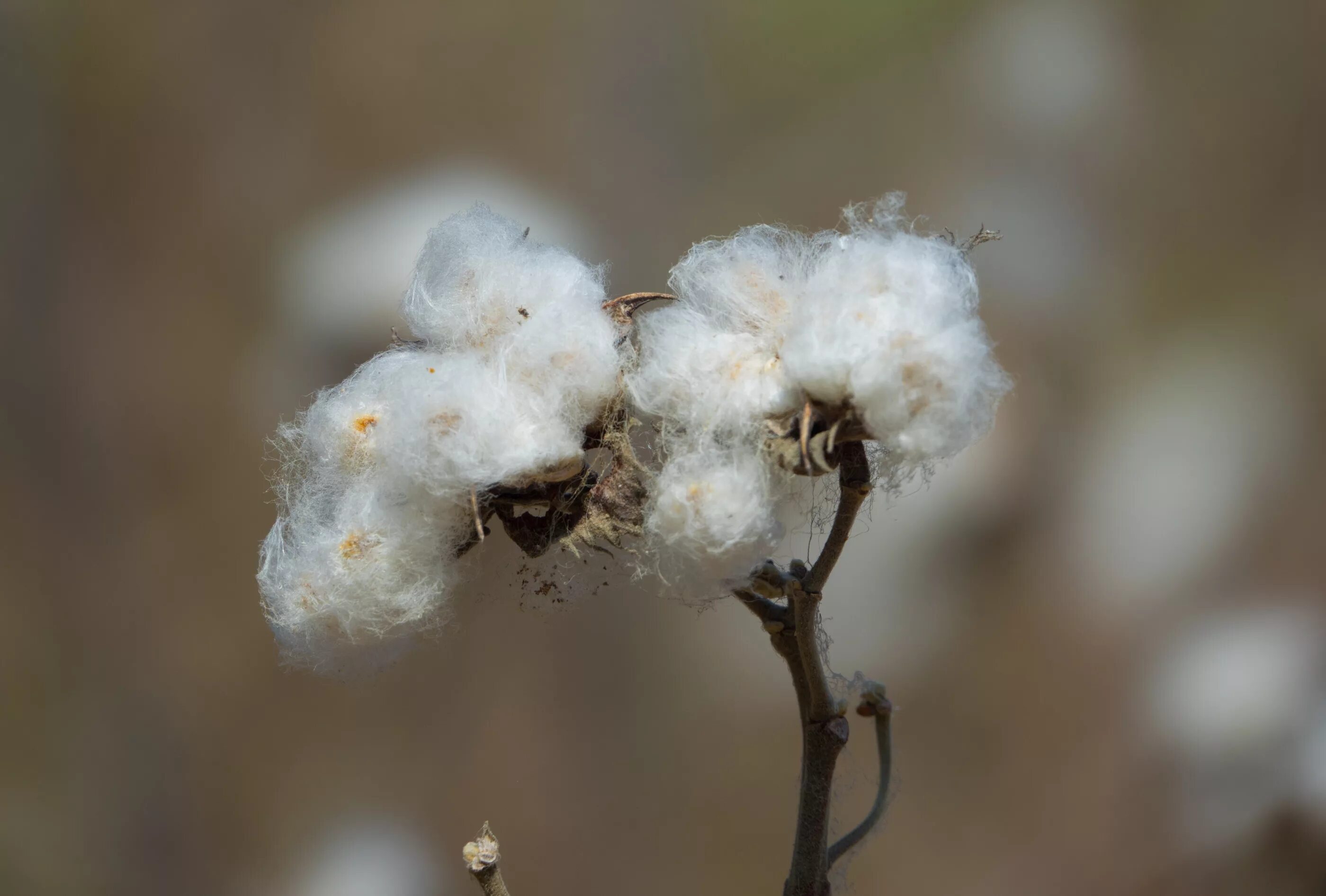 хлопчатник перуанский. строение хлопчатника. хлопчатник барбадосский. хлопчатник обыкновенный. хлопчатник перуанский.