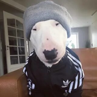 Собака ава нашлась