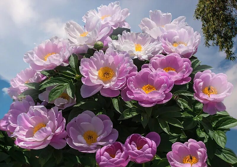 Сорт пиона фламинго. Сорт пиона фламинго. Пион flamingo. Пион фламинго (flamingo). Пион полумахровый.