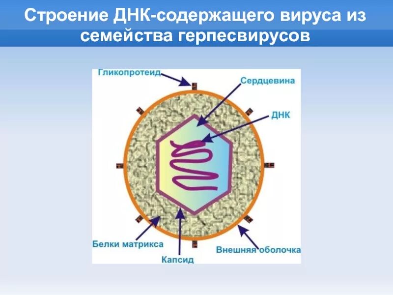 К рнк вирусам относятся вирусы. Строение ДНК вируса. Строение вируса. ДНК содержащие вирусы. Строение РНК вируса.