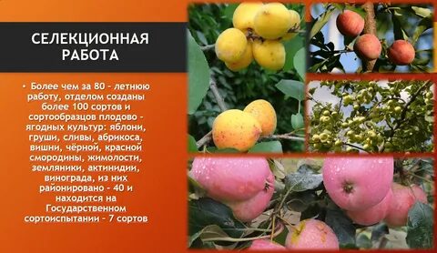Чем занимается плодоводство