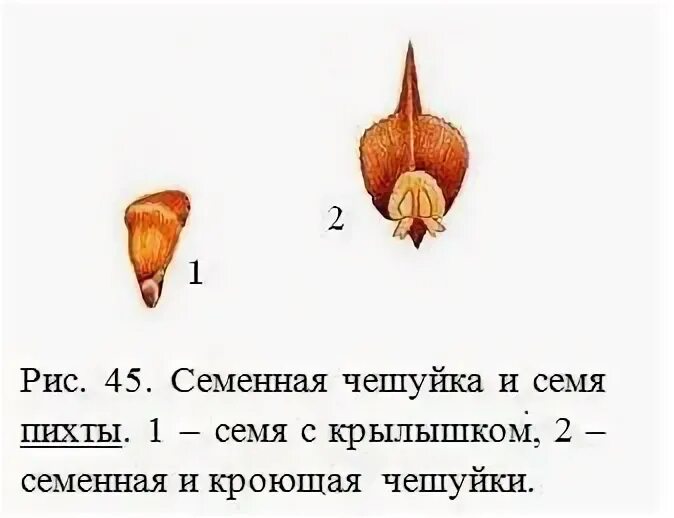 Семена шишки открыто лежат на чешуях. Семена шишки открыто лежат на чешуях. Семена шишек. Сосна пиния семена. Размножается ромашка семенами.