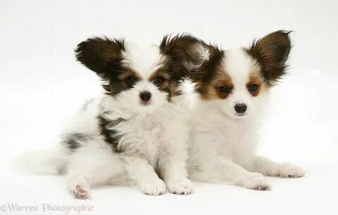 Papillon на русском
