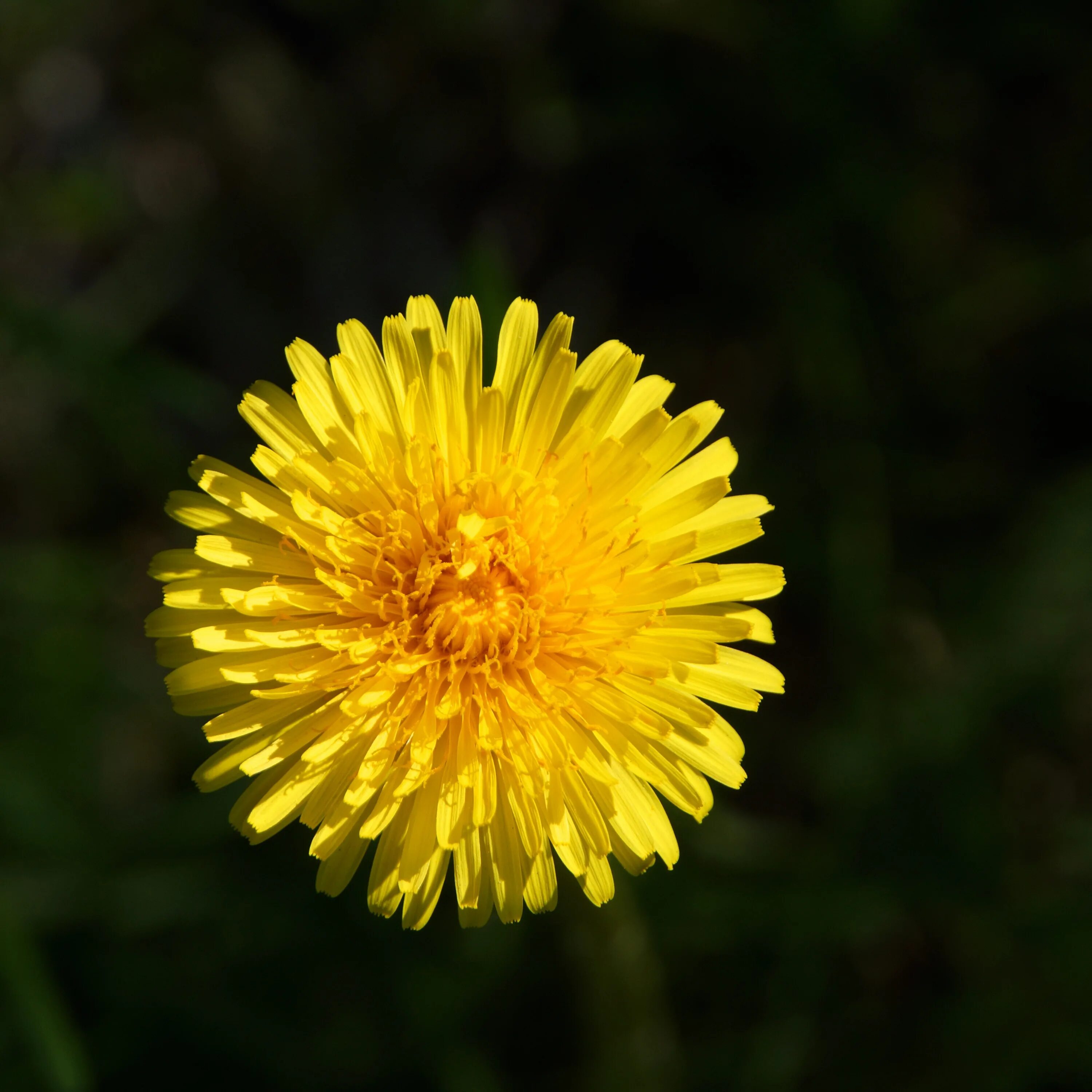 Одуванчик лекарственный – Taraxacum officinale. Одуванчик полевой обыкновенный. Желтые цветы одуванчики. Цветок с желтыми лепестками. Цветок одуванчика лекарственного