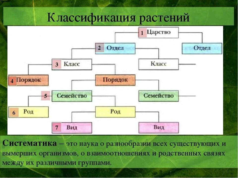 Царство растений отделы классы схема. Систематика растений царство отделы. Систематика растений царство отдел класс порядок. Систематика царства растений таблица.