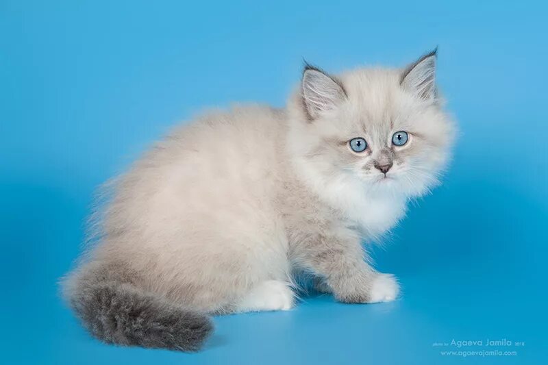 НЕВСКИЕ МАСКАРАДНЫЕ КОТЫ, невские маскарадные кошки, невские маскарадные котята,