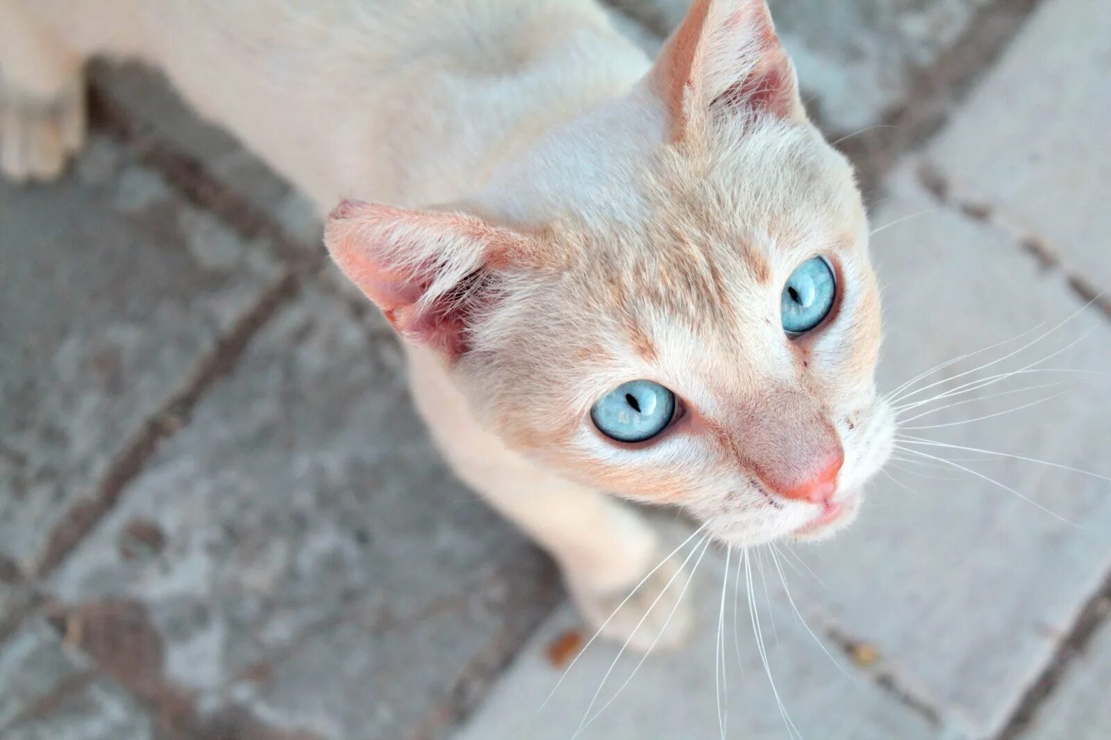 Породы котов с голубыми глазами. Порода кошек Охи. Озулес. Порода Охос азулес. Охос азулес кошка. Порода Охос азулес рыжий.