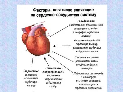 Фактор сердце