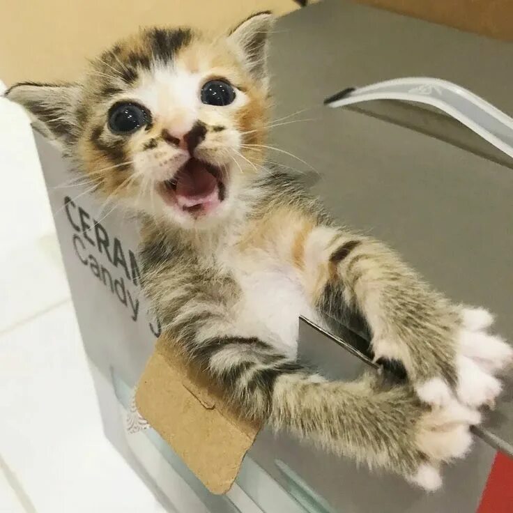 Кот который а. Неуклюжий котенок. неуклюжий милый котик. неуклюжий кот порода. неуклюжий котёнок фото.