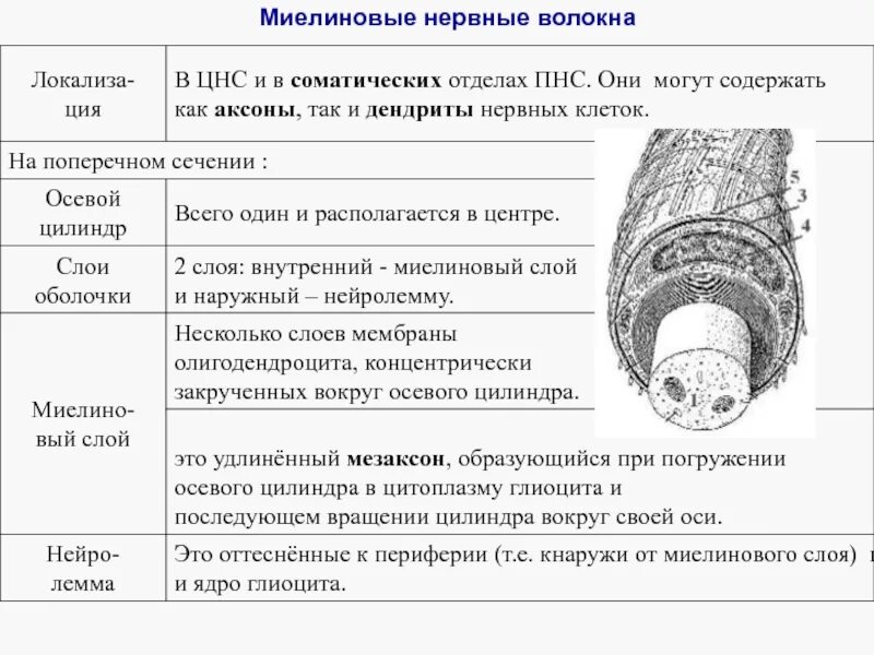 Функции нервного волокна. Миелиновые волокна.нервные волокна. строение миелинового нервного волокна. строение осевого цилиндра нервного волокна. миелинраве нервные волокна.