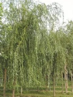 Ива белая лечебные