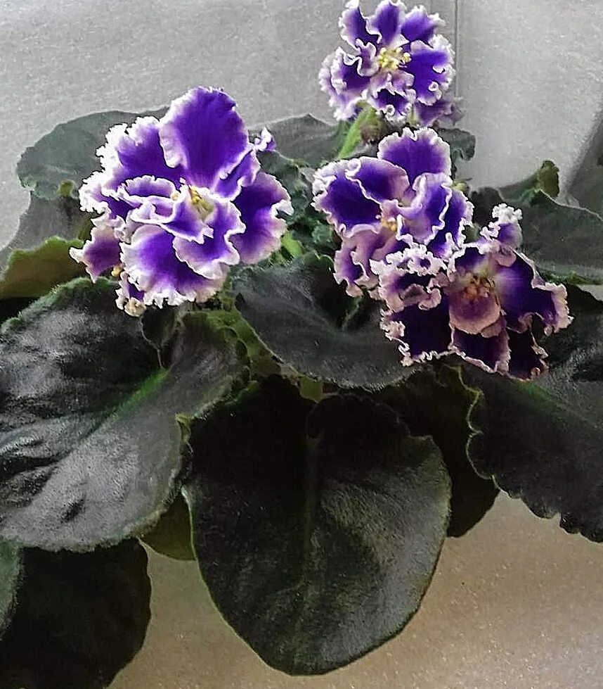 Сенполия снежный эдельвейс. Сорт фиалки галатея. Сенполия ек весенний гром. Фиалка снежные карпаты. Сорт фиалки снежные карпаты.