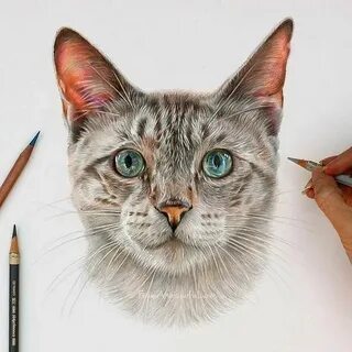 Pencil cats