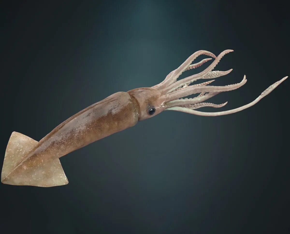 Кальмар lolliguncula brevis. Антарктический глубоководный кальмар. Тремоктопус осьминог. Гигантский кальмар кракен. Командорский кальмар живой.