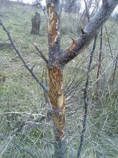 Заяц погрыз яблоню