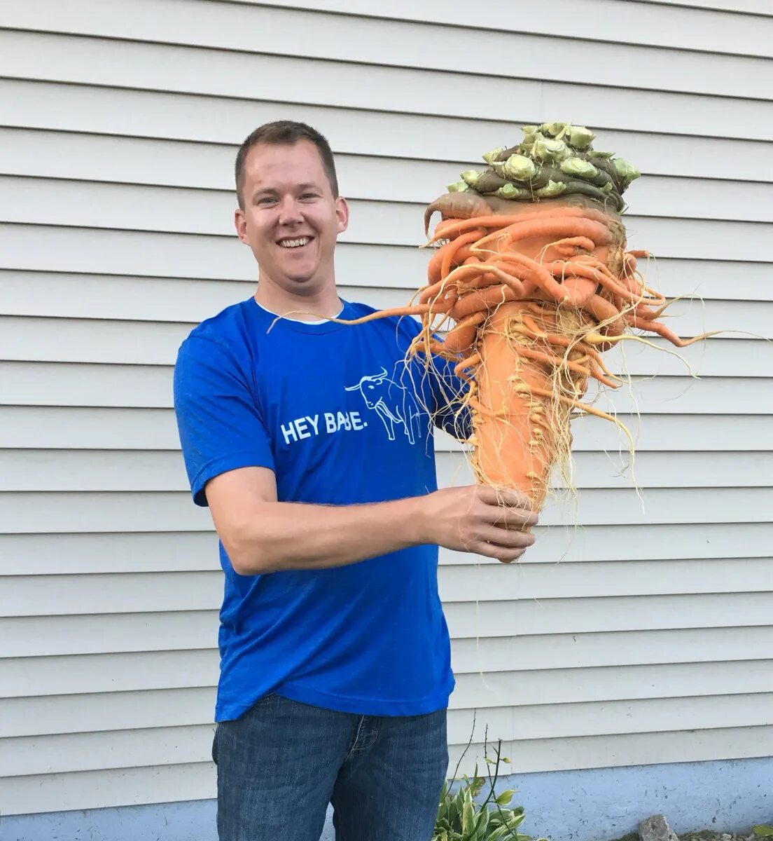 Самая большая морковь в мире рекорд Гиннесса. Кристофер Квалли морковь. Самая длинная морковь. Гигантская морковь. Людей в мире растет а