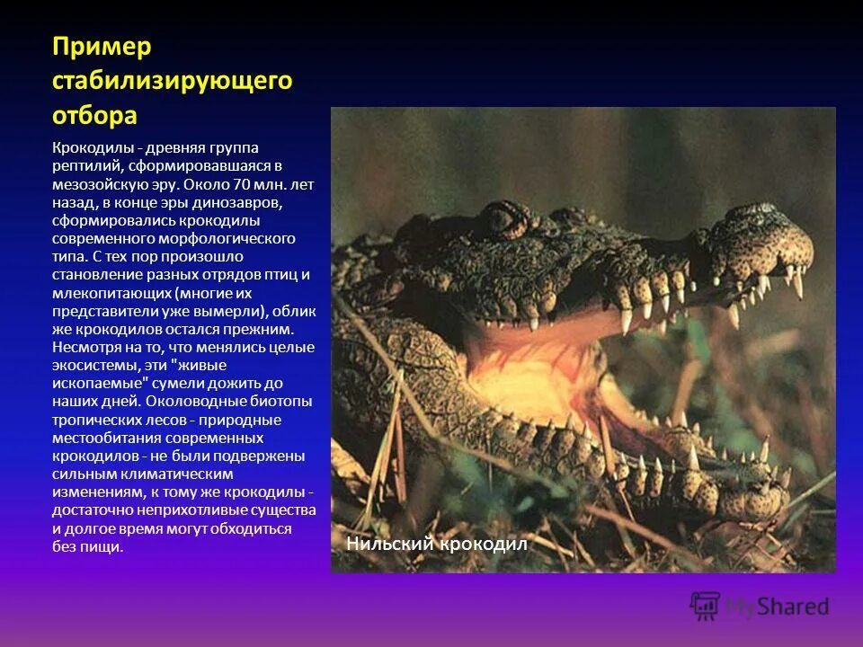 Стабилизирующая форма естественного отбора примеры. Стабилистабилизирующийотбор примеры. Стабилизирующая форма естественного отбора график. Стабилизирующий отбор. Стабилизирующий отбор п.