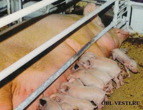 усольский свинокомплекс ангарск. режим работы свинокомплекс ангарск. схпк усольский свинокомплекс. усольский свинокомплекс ангарск. усольский свинокомплекс ангарск.