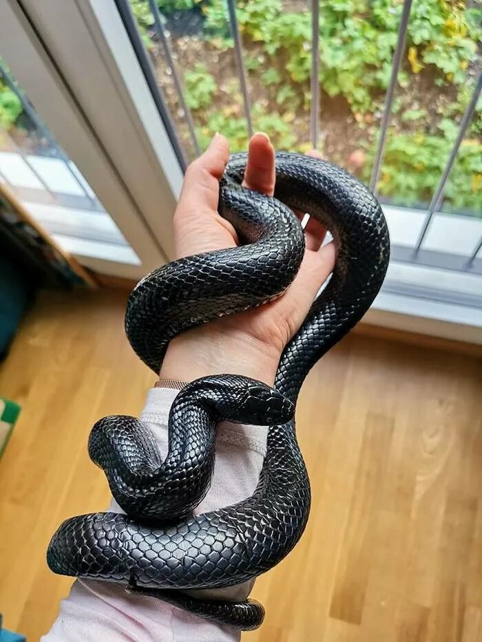 Snake x. Королевская змея Негрита. Змеи питон черный. Черная Негрита змея. Черная Королевская змея.