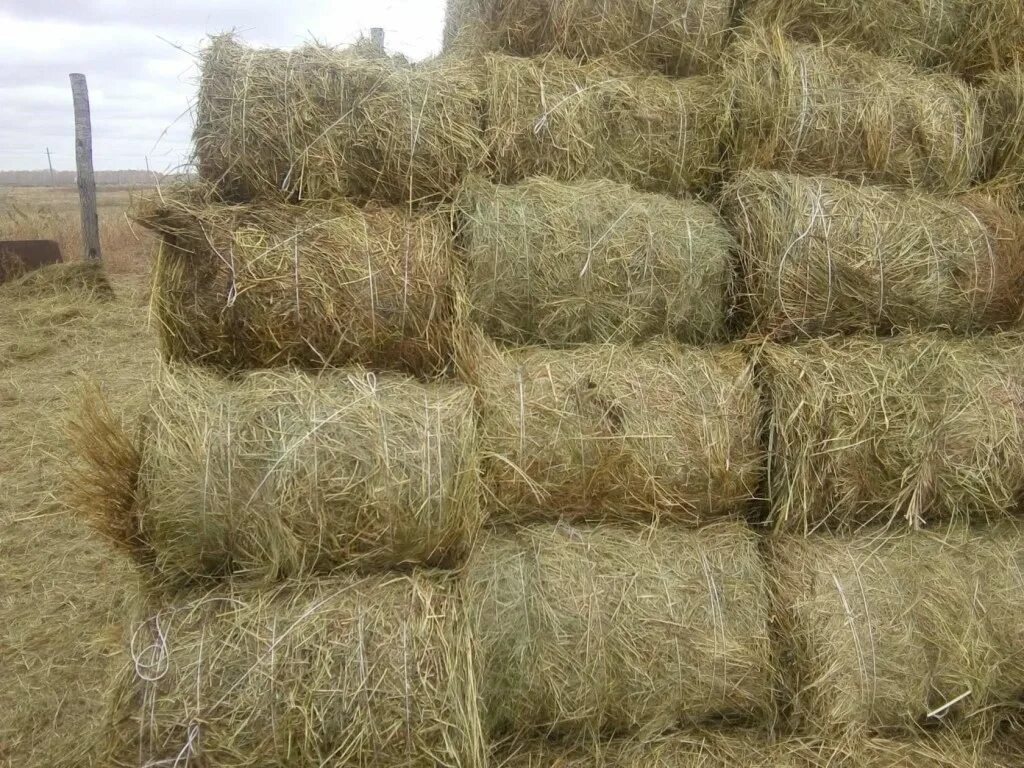 250 тонн сена. Сено в рулонах. Сено волгоградская область. Сенокос в алтайском крае. Солома в рулонах.