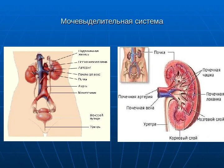 Структуры выделительной системы. Строение и функции мочевыделительной системы схема. строение выделительной системы общая схема. строение органов мочевой системы. органы выделительной системы человека схема.
