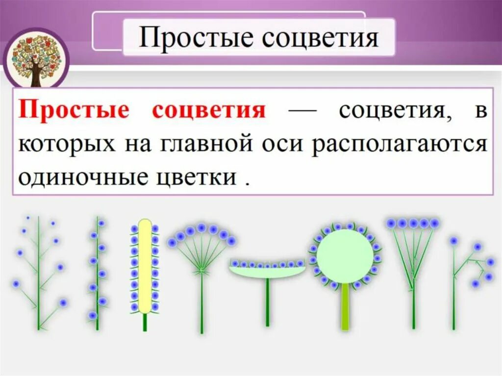 Какое из перечисленных соцветий относится к сложным. Соцветия 6 класс биология. Простые соцветия. Простые и сложные соцветия. Растения с простыми соцветиями.