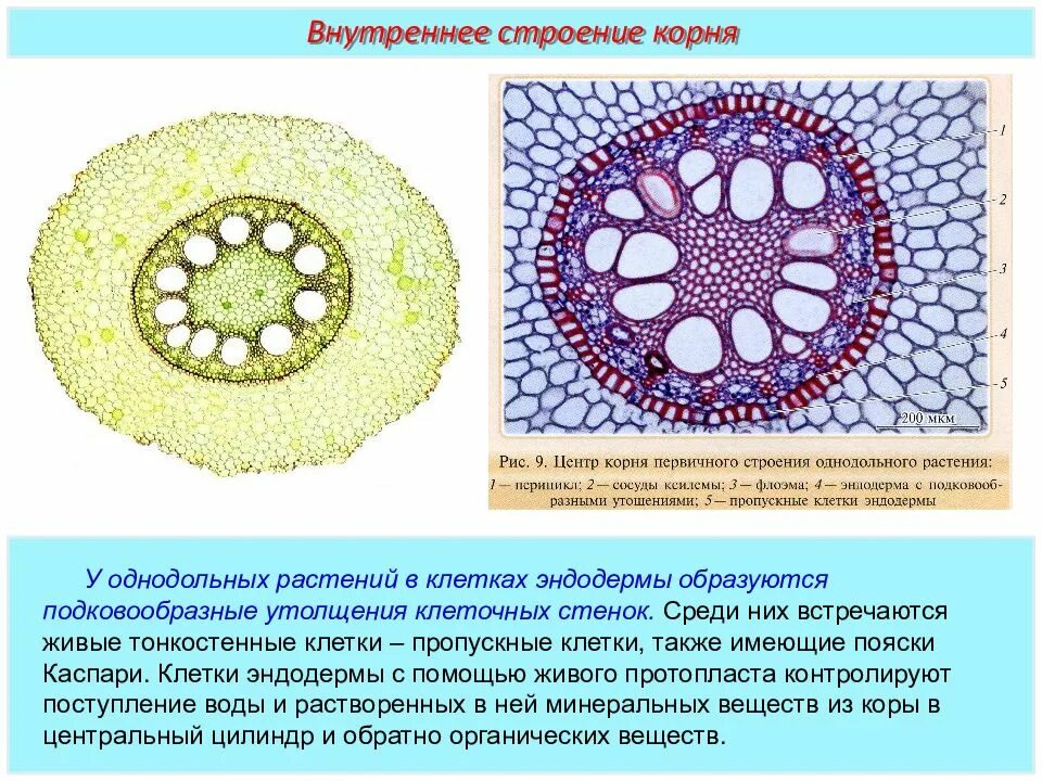 Корни двудольных и однодольных растений. Анатомическое строение корня двудольных растений. Строение корня однодольного растения. Срез корня однодольного растения. Поперечный срез корня однодольного.