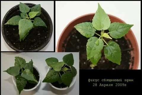 Фикус эдем из семян