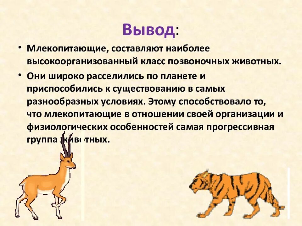 Самый большой представитель млекопитающих. Самый большой представитель млекопитающих