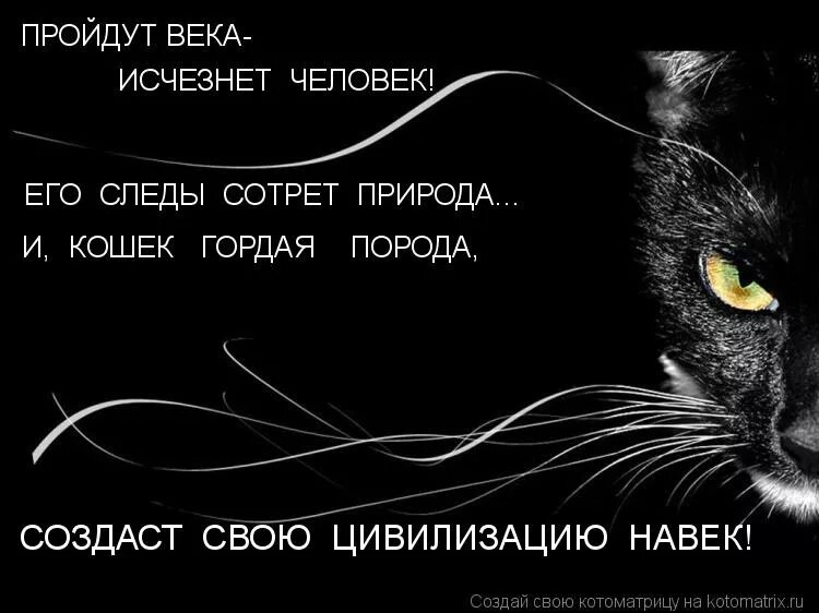 Все люди вымерли остались роботы и коты. Все люди вымерли остались роботы и коты