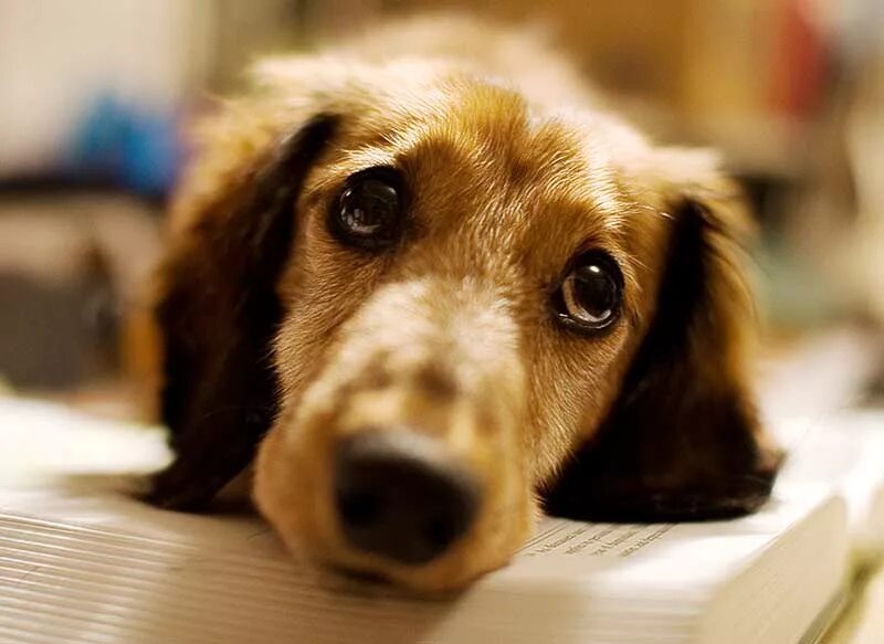 Эмоции собак. Грустная собака. Милый взгляд собаки. Взгляд собаки. Жалобно скулил.