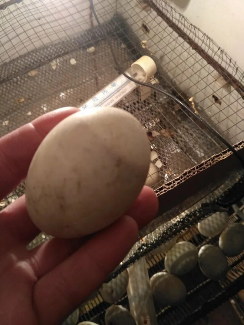 Инкубация яиц 15 день. Инкубация перепелов овоскопирование. инкубация утиных яиц. овоскопирование утиных яиц. инкубационное яйцо индоуток.