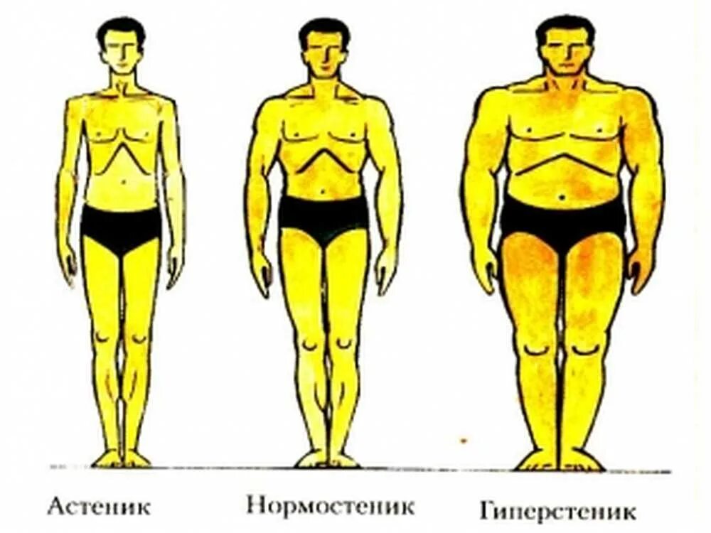 Астеник тип телосложения. Астеническое сложение. Астеническое сложение. Астенический тип телосложения у женщин. Типы телосложения человека астеник нормостеник гиперстеник.