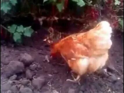 Собака съела куриную